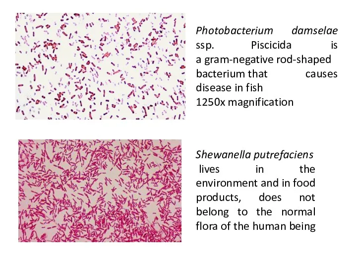 Photobacterium damselae ssp. Piscicida is a gram-negative rod-shaped bacterium that