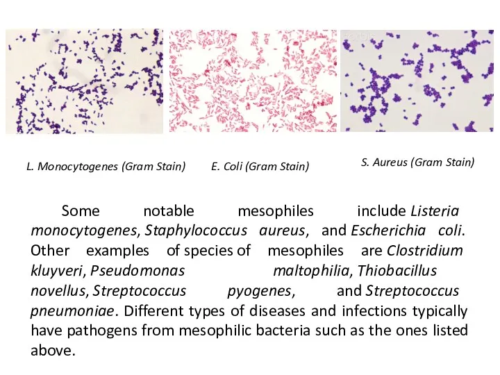 Some notable mesophiles include Listeria monocytogenes, Staphylococcus aureus, and Escherichia