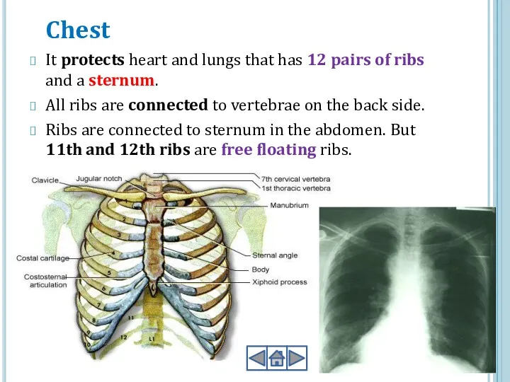 Chest It protects heart and lungs that has 12 pairs