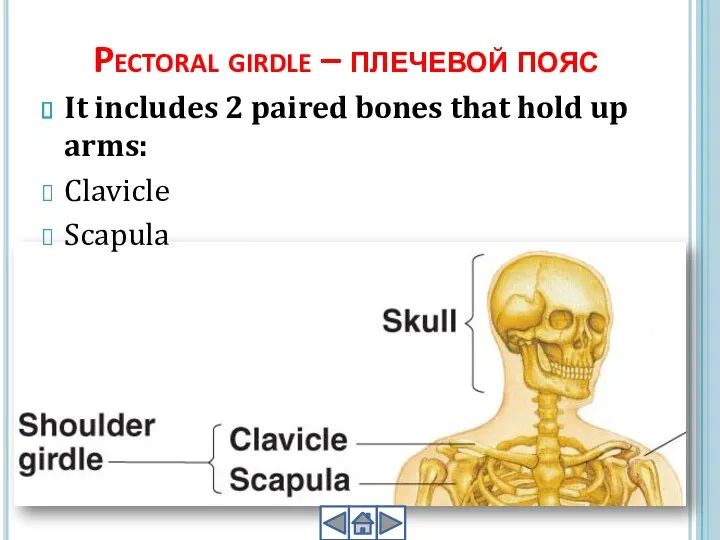 Pectoral girdle – плечевой пояс It includes 2 paired bones that hold up arms: Clavicle Scapula