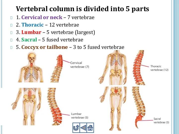 Vertebral column is divided into 5 parts 1. Cervical or