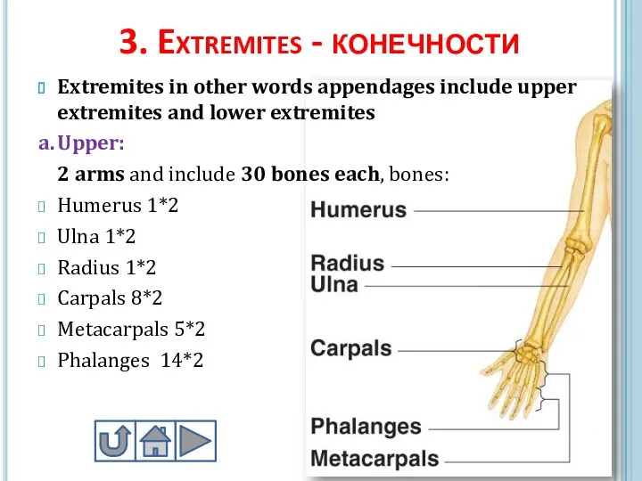 3. Extremites - конечности Extremites in other words appendages include