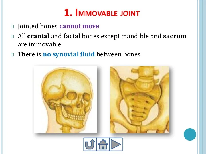 1. Immovable joint Jointed bones cannot move All cranial and