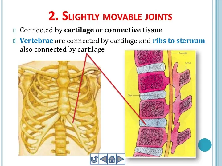 2. Slightly movable joints Connected by cartilage or connective tissue
