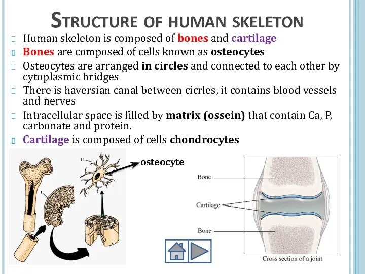 Structure of human skeleton Human skeleton is composed of bones