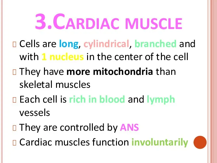 3.Cardiac muscle Cells are long, cylindrical, branched and with 1