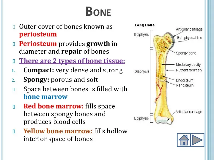 Bone Outer cover of bones known as periosteum Periosteum provides