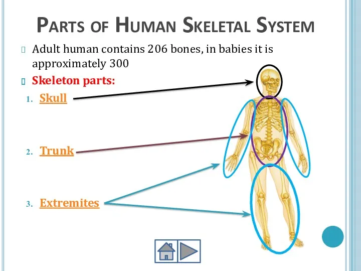 Parts of Human Skeletal System Adult human contains 206 bones,