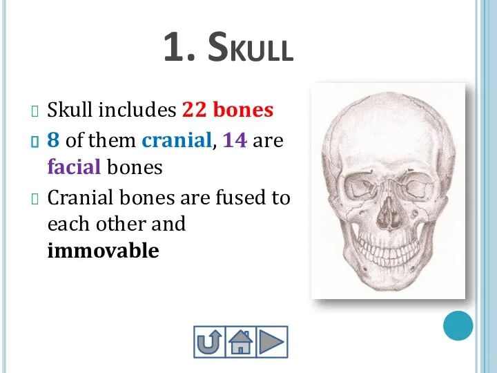 1. Skull Skull includes 22 bones 8 of them cranial,