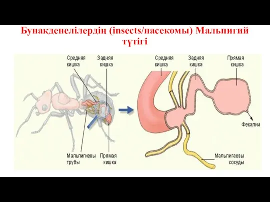 Бунақденелілердің (insects/насекомы) Мальпигий түтігі