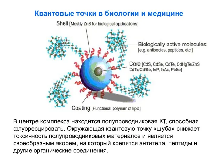 Квантовые точки в биологии и медицине В центре комплекса находится