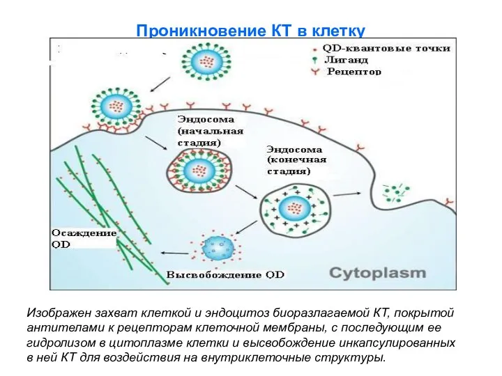 Проникновение КТ в клетку Изображен захват клеткой и эндоцитоз биоразлагаемой КТ, покрытой антителами