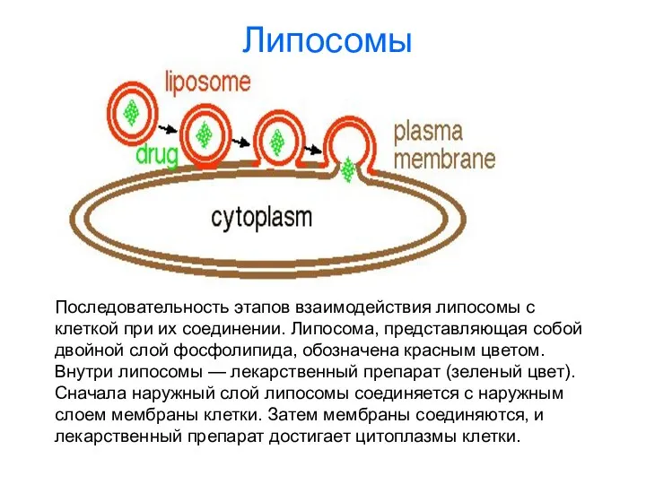 Липосомы Последовательность этапов взаимодействия липосомы с клеткой при их соединении.