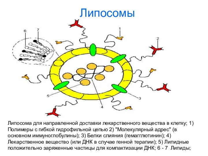 Липосомы Липосома для направленной доставки лекарственного вещества в клетку; 1)