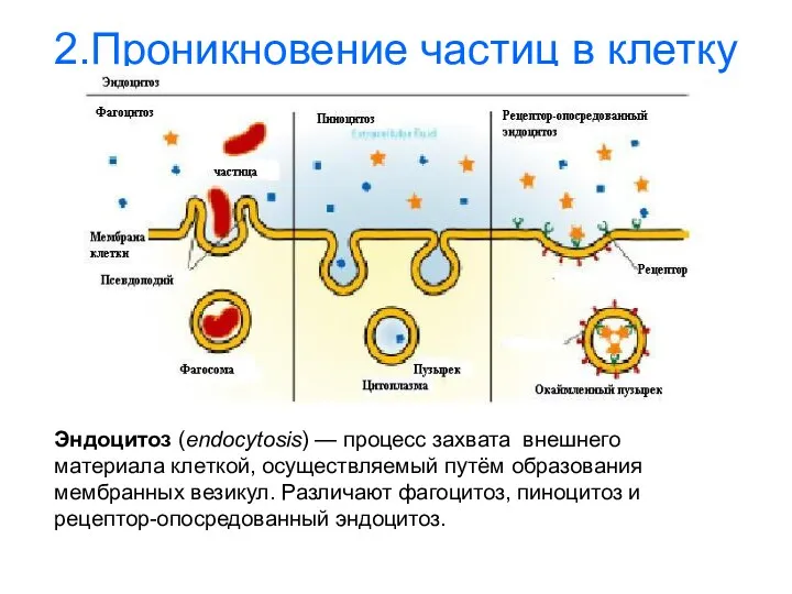 2.Проникновение частиц в клетку Эндоцитоз (endocytosis) — процесс захвата внешнего материала клеткой, осуществляемый