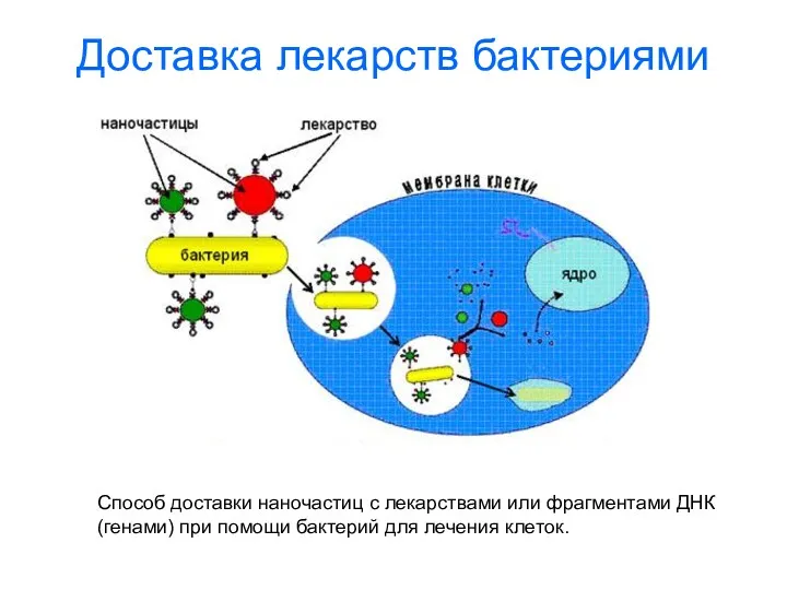 Доставка лекарств бактериями Способ доставки наночастиц с лекарствами или фрагментами ДНК (генами) при