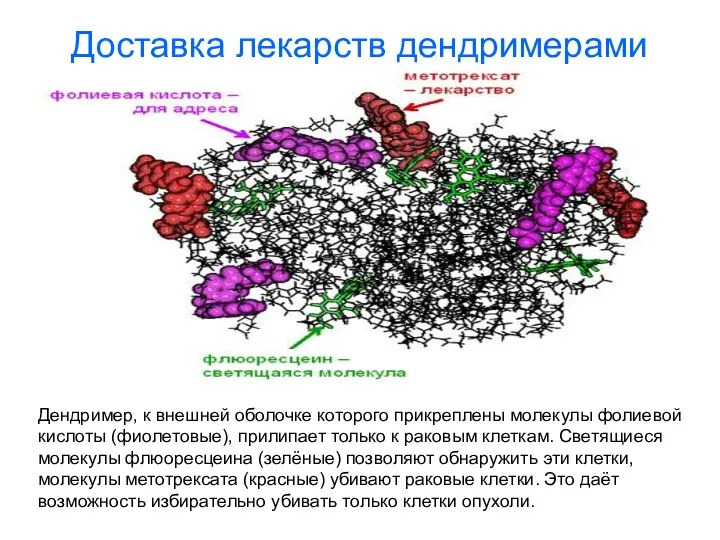 Доставка лекарств дендримерами Дендример, к внешней оболочке которого прикреплены молекулы фолиевой кислоты (фиолетовые),
