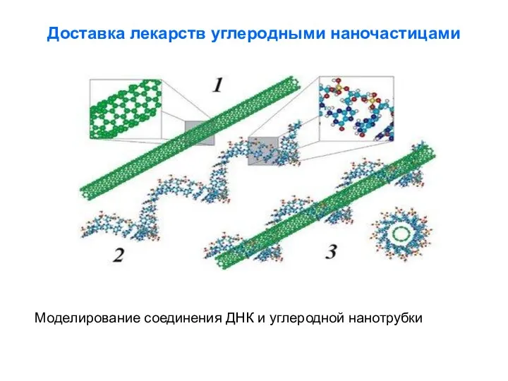 Доставка лекарств углеродными наночастицами Моделирование соединения ДНК и углеродной нанотрубки