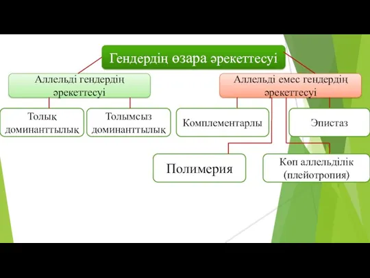 Гендердің өзара әрекеттесуі Аллельді гендердің әрекеттесуі Аллельді емес гендердің әрекеттесуі