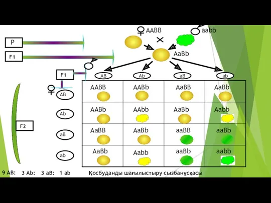 AB Ab aB ab ААВВ aabb AaBb Қосбуданды шағылыстыру сызбанұсқасы