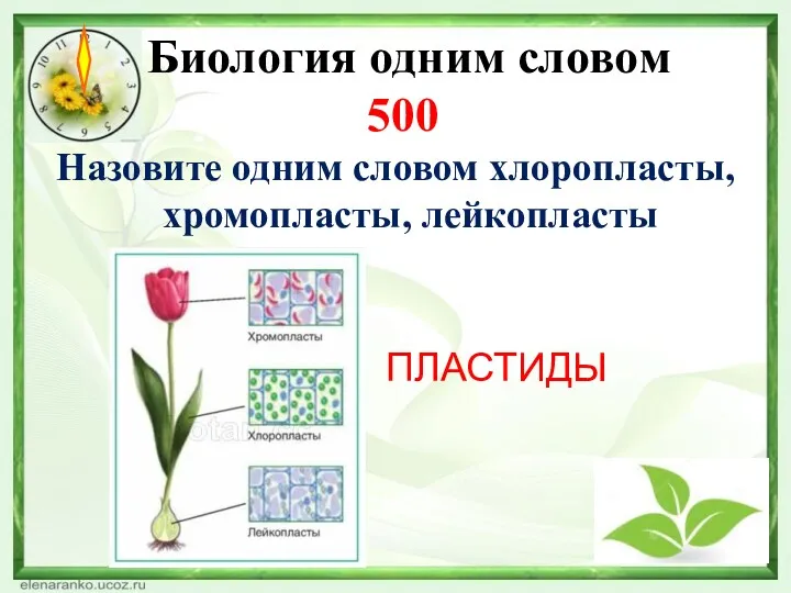 Биология одним словом 500 Назовите одним словом хлоропласты, хромопласты, лейкопласты ПЛАСТИДЫ