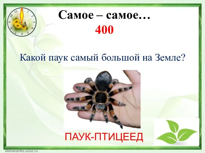 Самое – самое… 400 Какой паук самый большой на Земле? ПАУК-ПТИЦЕЕД