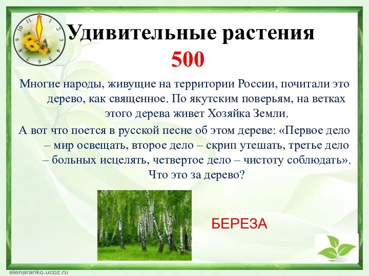 Удивительные растения 500 БЕРЕЗА Многие народы, живущие на территории России,