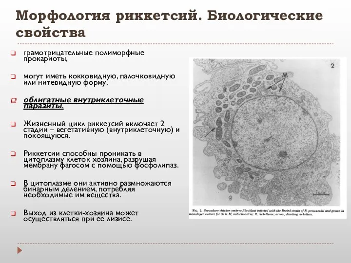 Морфология риккетсий. Биологические свойства грамотрицательные полиморфные прокариоты, могут иметь кокковидную,