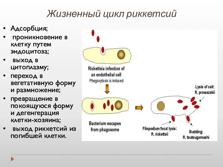 Жизненный цикл риккетсий Адсорбция; проникновение в клетку путем эндоцитоза; выход