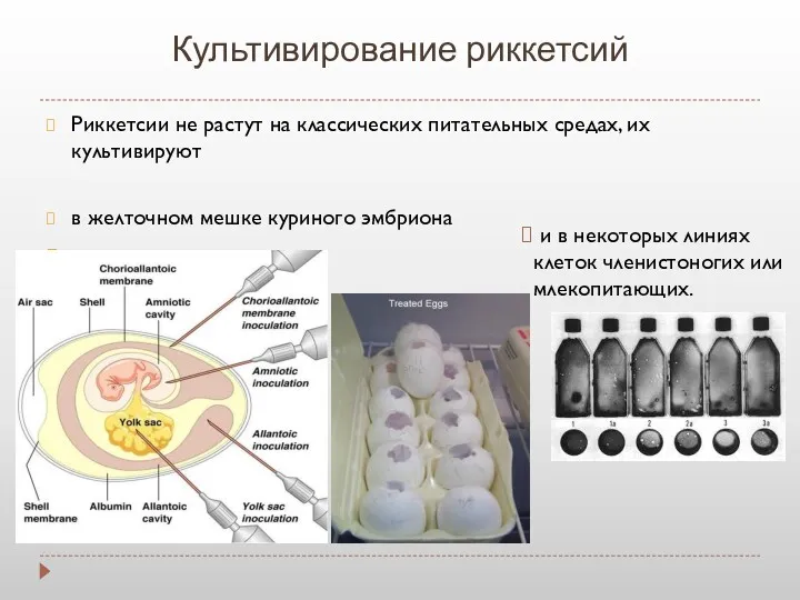 Культивирование риккетсий Риккетсии не растут на классических питательных средах, их