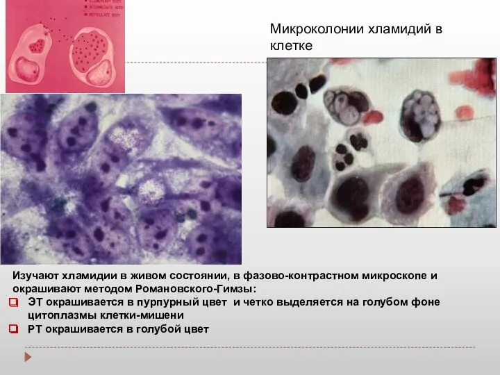 Микроколонии хламидий в клетке Изучают хламидии в живом состоянии, в