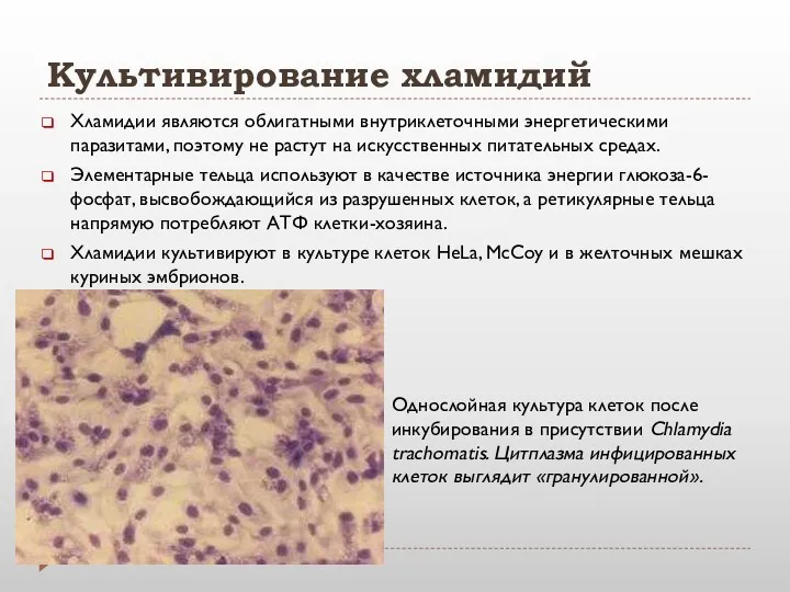 Культивирование хламидий Хламидии являются облигатными внутриклеточными энергетическими паразитами, поэтому не