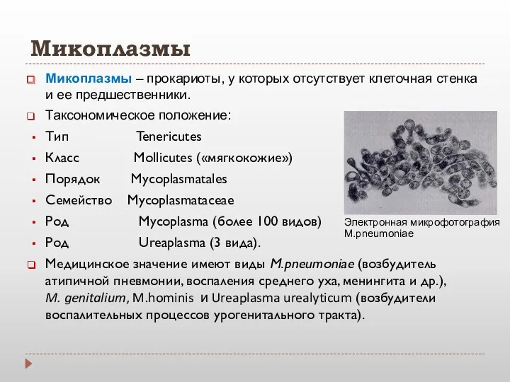 Микоплазмы Микоплазмы – прокариоты, у которых отсутствует клеточная стенка и