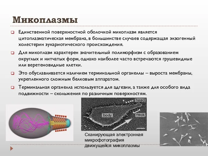 Микоплазмы Единственной поверхностной оболочкой микоплазм является цитоплазматическая мембрана, в большинстве