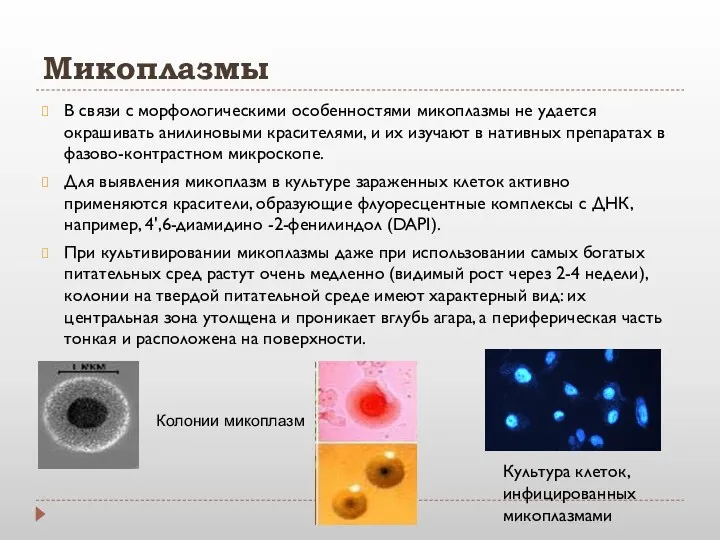 Микоплазмы В связи с морфологическими особенностями микоплазмы не удается окрашивать