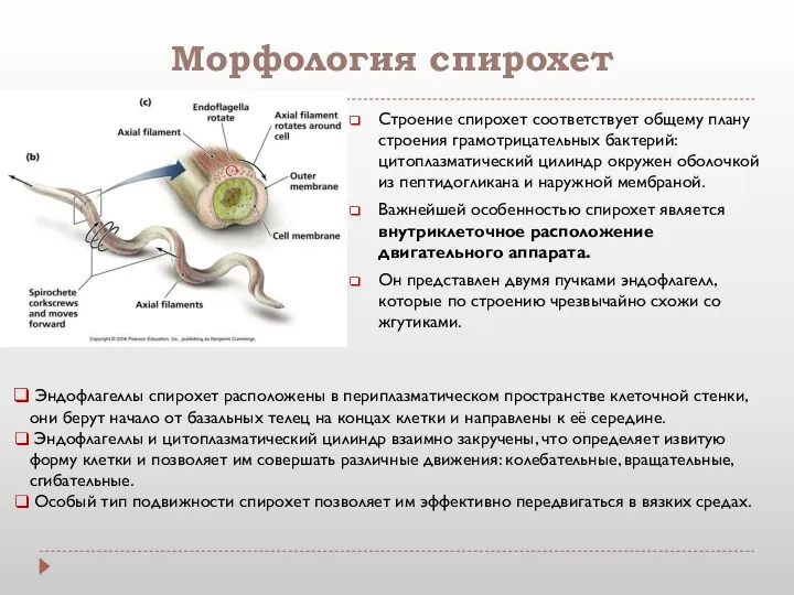 Строение спирохет соответствует общему плану строения грамотрицательных бактерий: цитоплазматический цилиндр