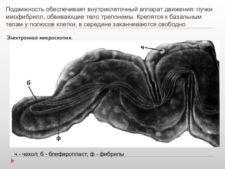 Подвижность обеспечивает внутриклеточный аппарат движения: пучки миофибрилл, обвивающие тело трепонемы.