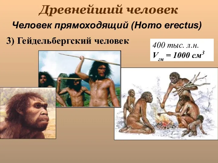 Древнейший человек 400 тыс. л.н. Vгм = 1000 см3 Человек прямоходящий (Homo erectus) 3) Гейдельбергский человек