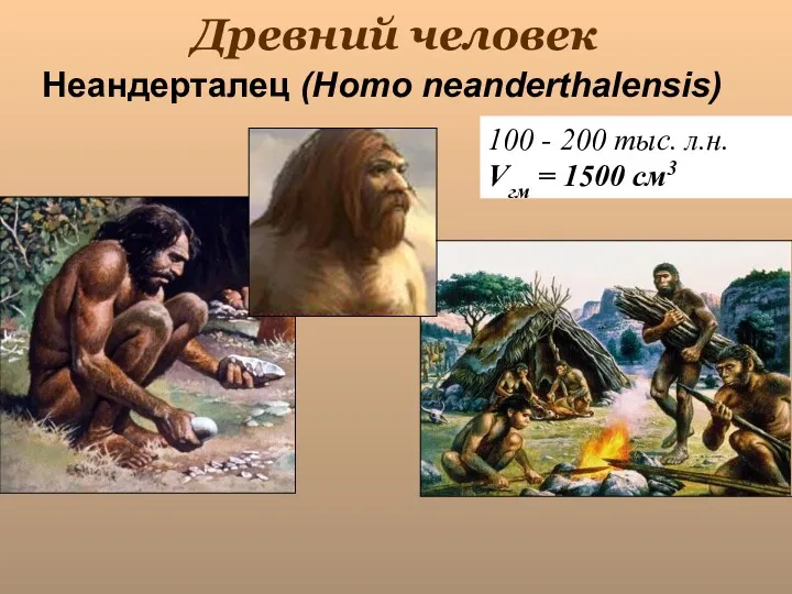 Древний человек 100 - 200 тыс. л.н. Vгм = 1500 см3 Неандерталец (Homo neanderthalensis)
