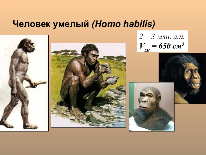 Человек умелый (Homo habilis) 2 – 3 млн. л.н. Vгм = 650 см3