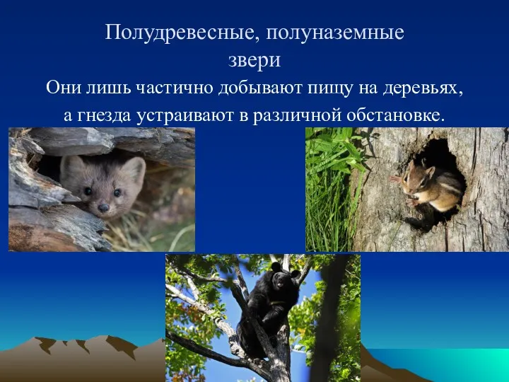 Полудревесные, полуназемные звери Они лишь частично добывают пищу на деревьях, а гнезда устраивают в различной обстановке.