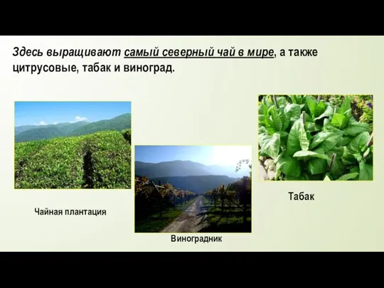 Здесь выращивают самый северный чай в мире, а также цитрусовые,