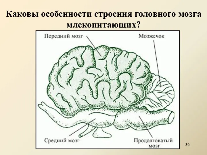 Каковы особенности строения головного мозга млекопитающих?