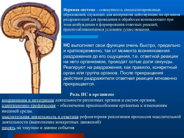 Нервная система – совокупность специализированных образований, служащих для восприятия действующих