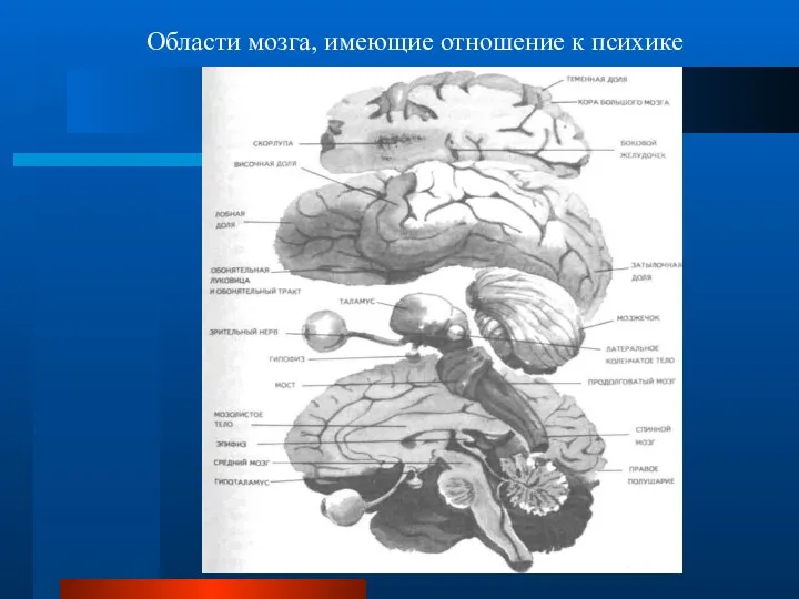 Психика и мозг Области мозга, имеющие отношение к психике