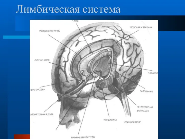 Лимбическая система