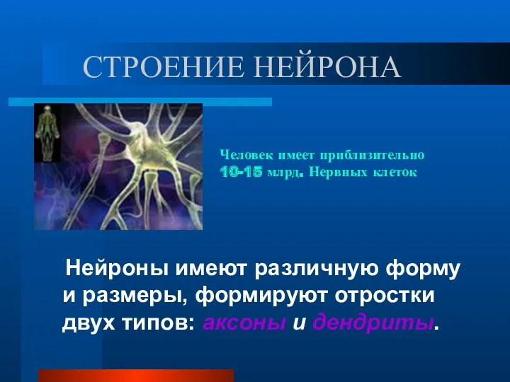 СТРОЕНИЕ НЕЙРОНА Нейроны имеют различную форму и размеры, формируют отростки