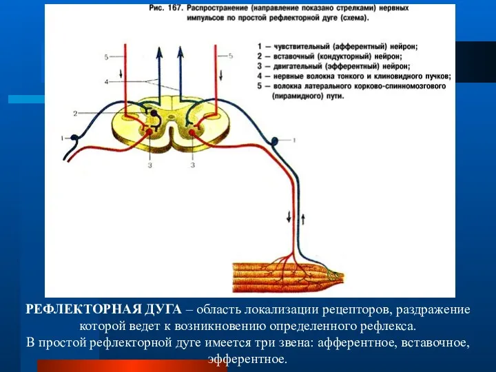 РЕФЛЕКТОРНАЯ ДУГА – область локализации рецепторов, раздражение которой ведет к