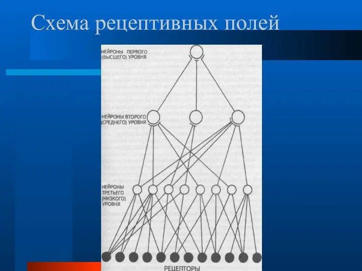 Схема рецептивных полей