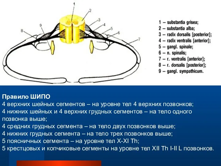 Правило ШИПО 4 верхних шейных сегментов – на уровне тел